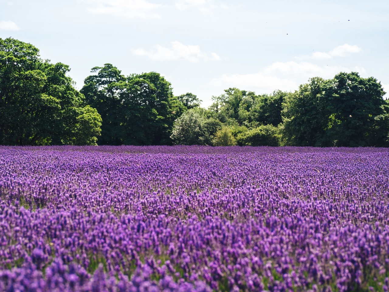 Image - lavender lilac field of flowers