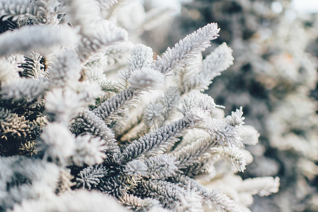 Image - frosty pine tree snow winter pine