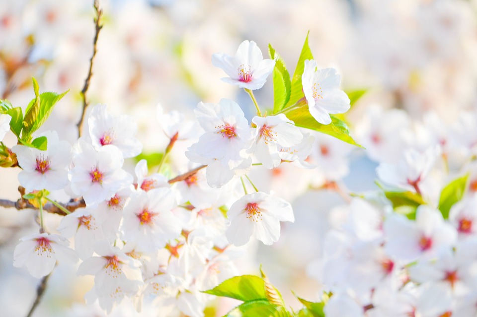 Image - white flowers flowers white spring