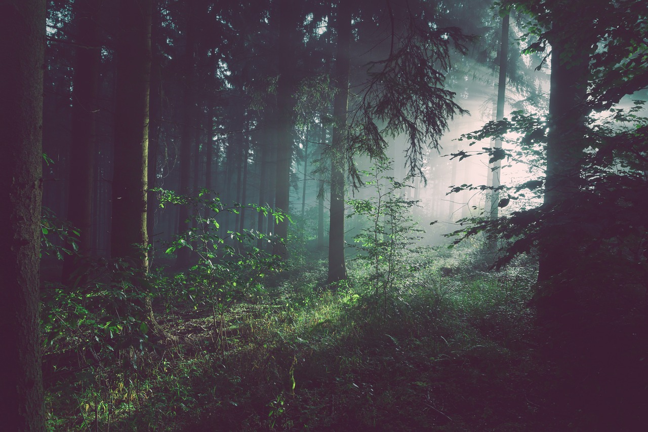 Image - foggy fog forest trees foliage