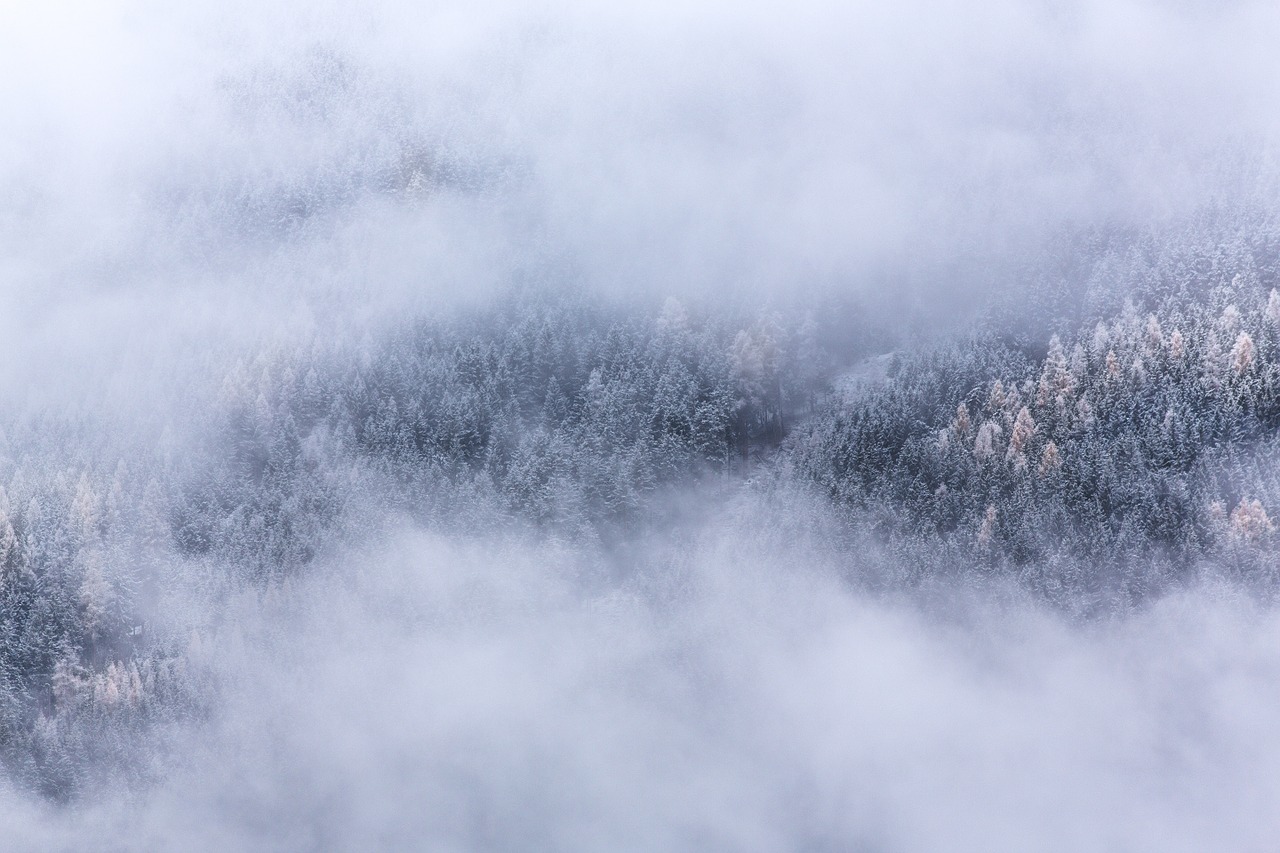 Image - foggy frost trees landscape winter