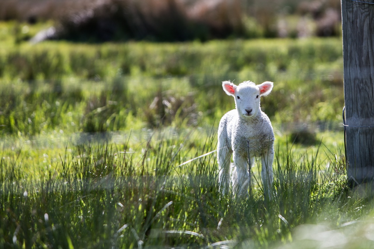 Image - lamb baby animals sheep animal