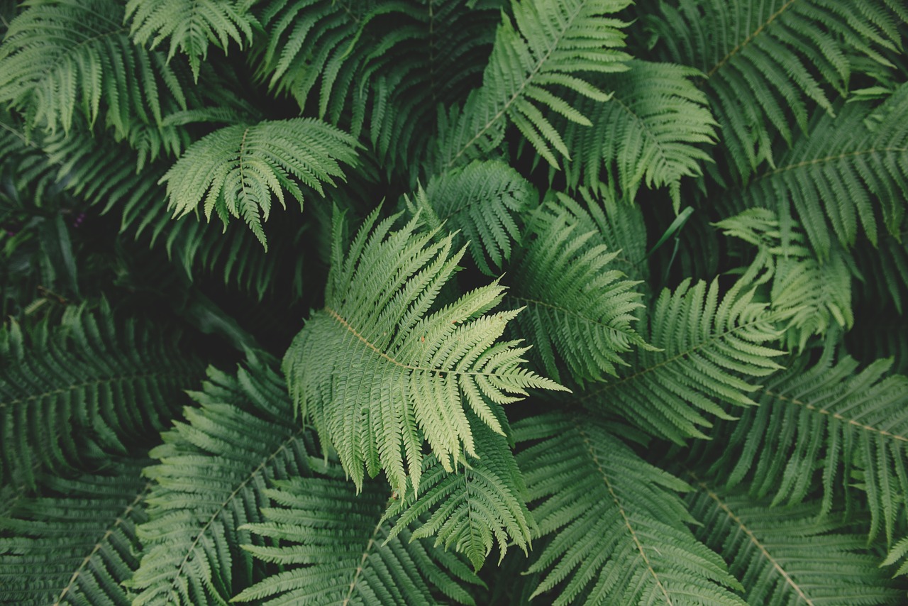 Image - fern plant green outdoors nature