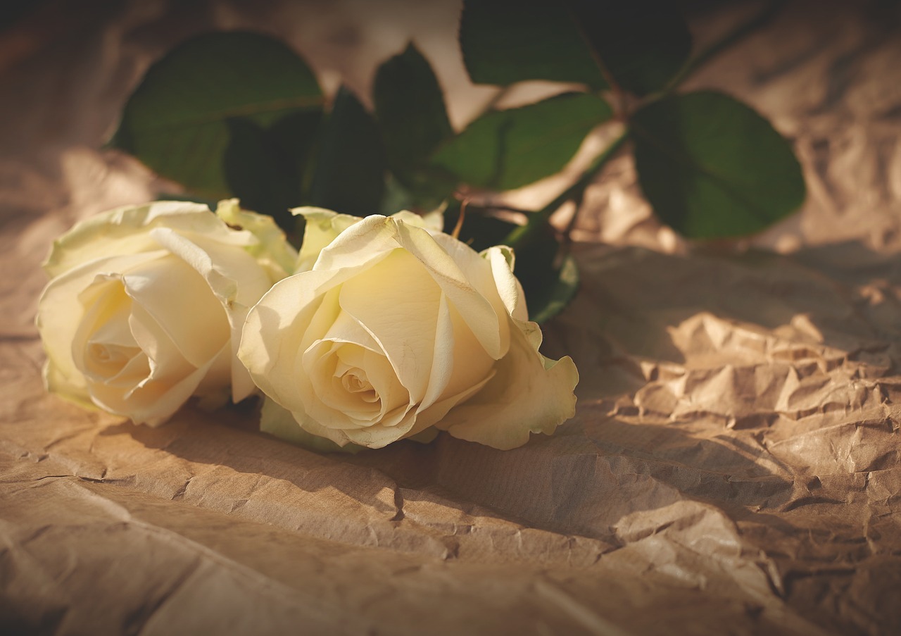 Image - white roses flowers romance love