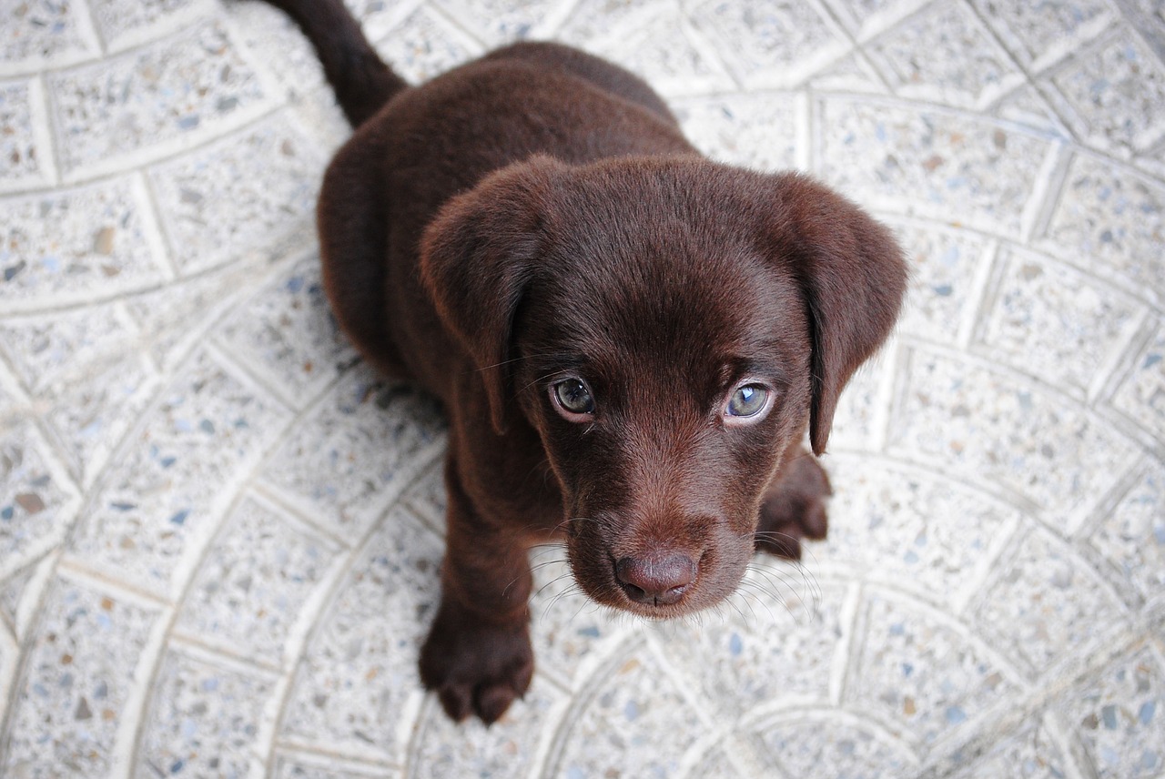 Image - puppy labrador purebred retriever