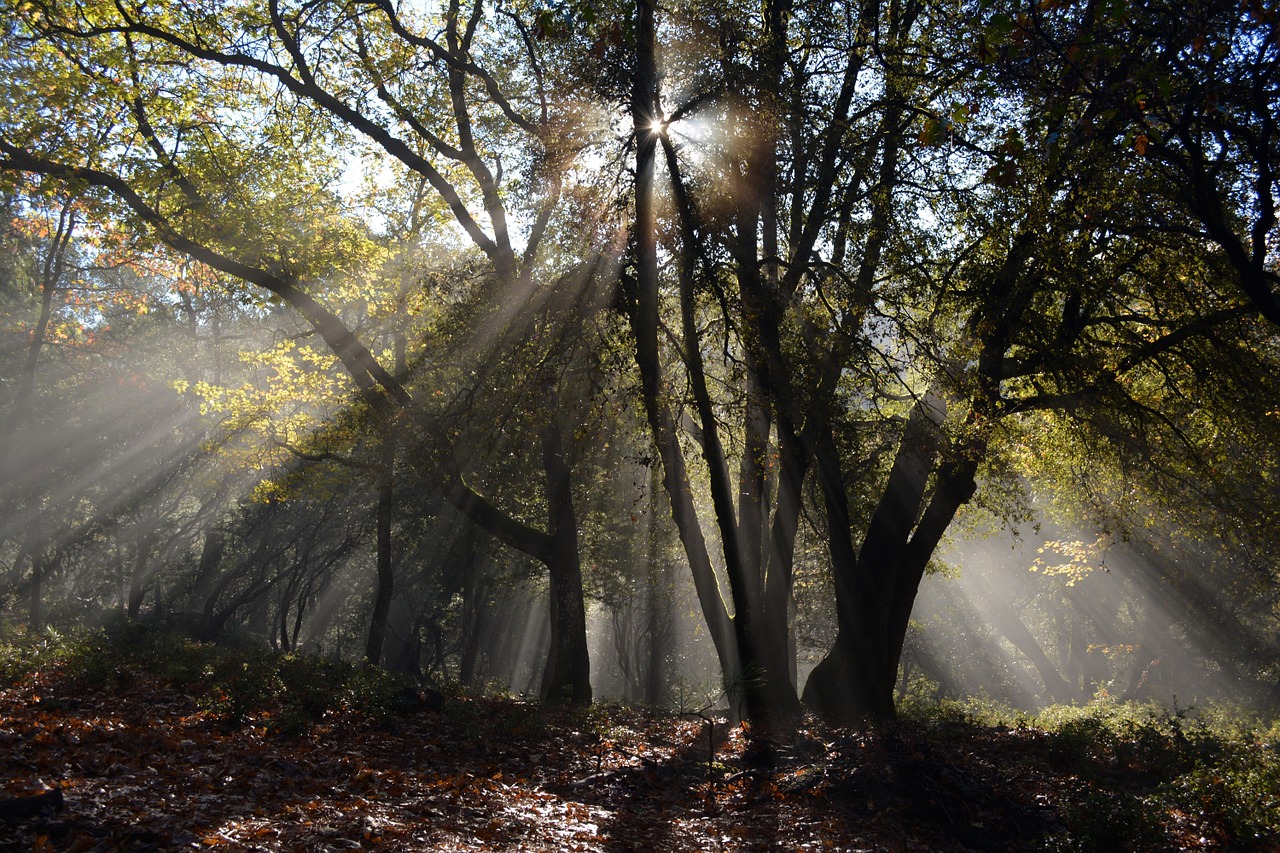 Image - forest rays nature landscape