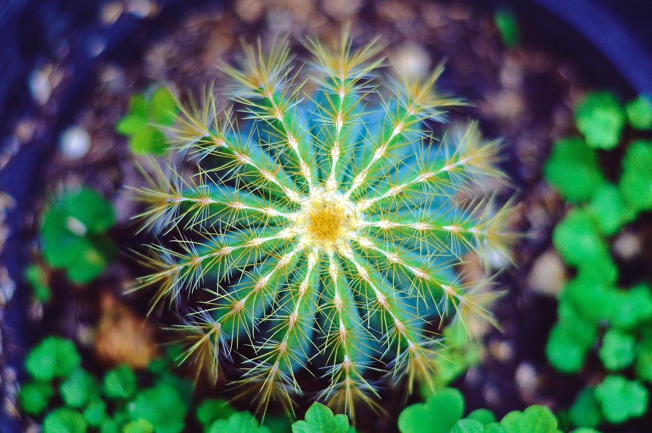 Image - cactus green macro plant cactaceae