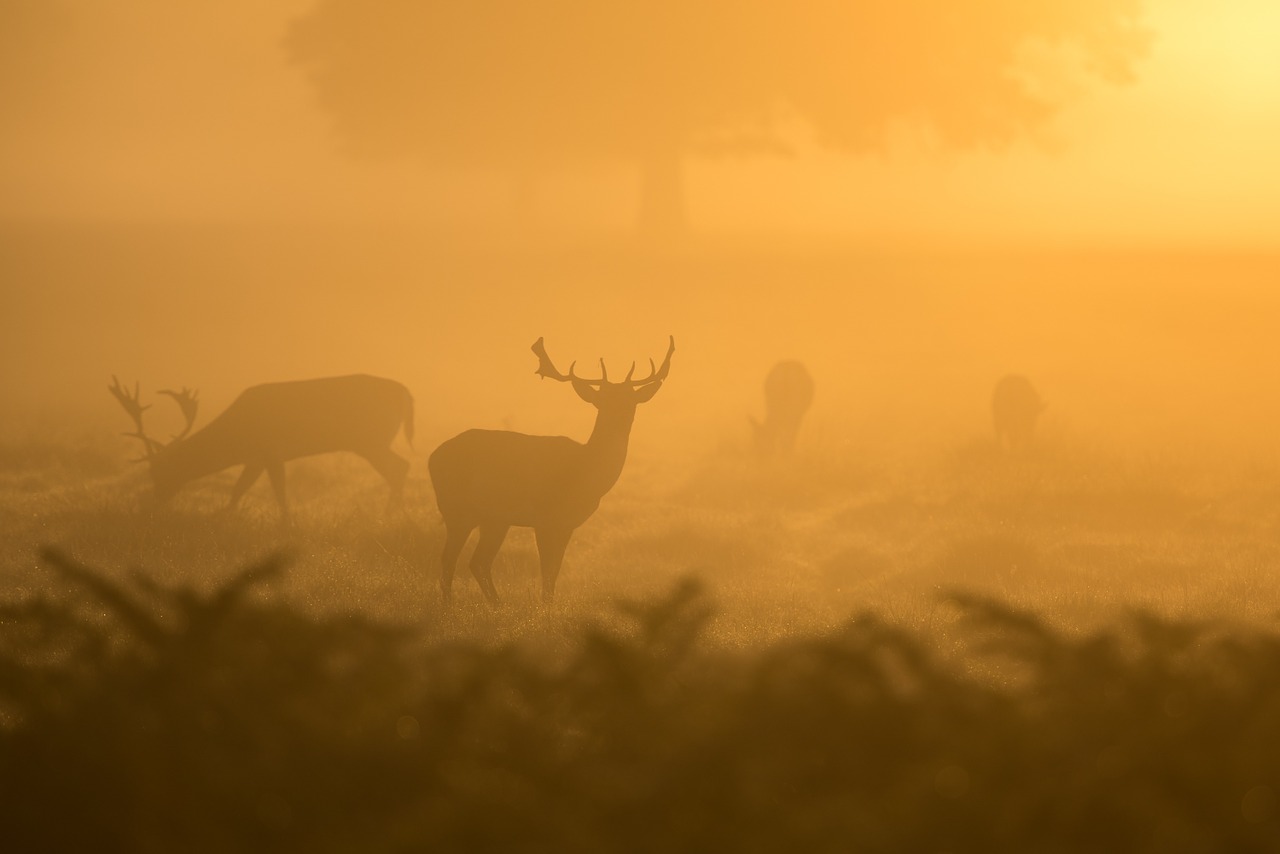 Image - deer morning sun wildlife mammal