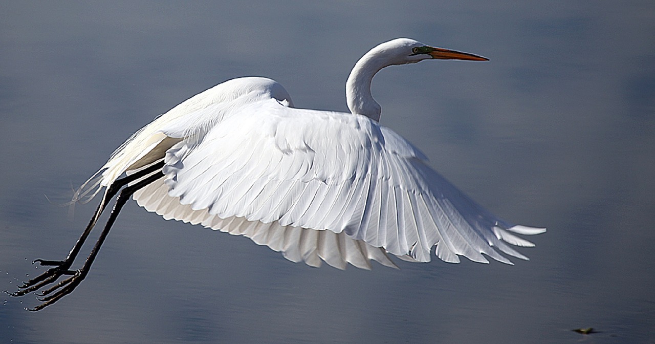 Image - great egret bird wildlife flying