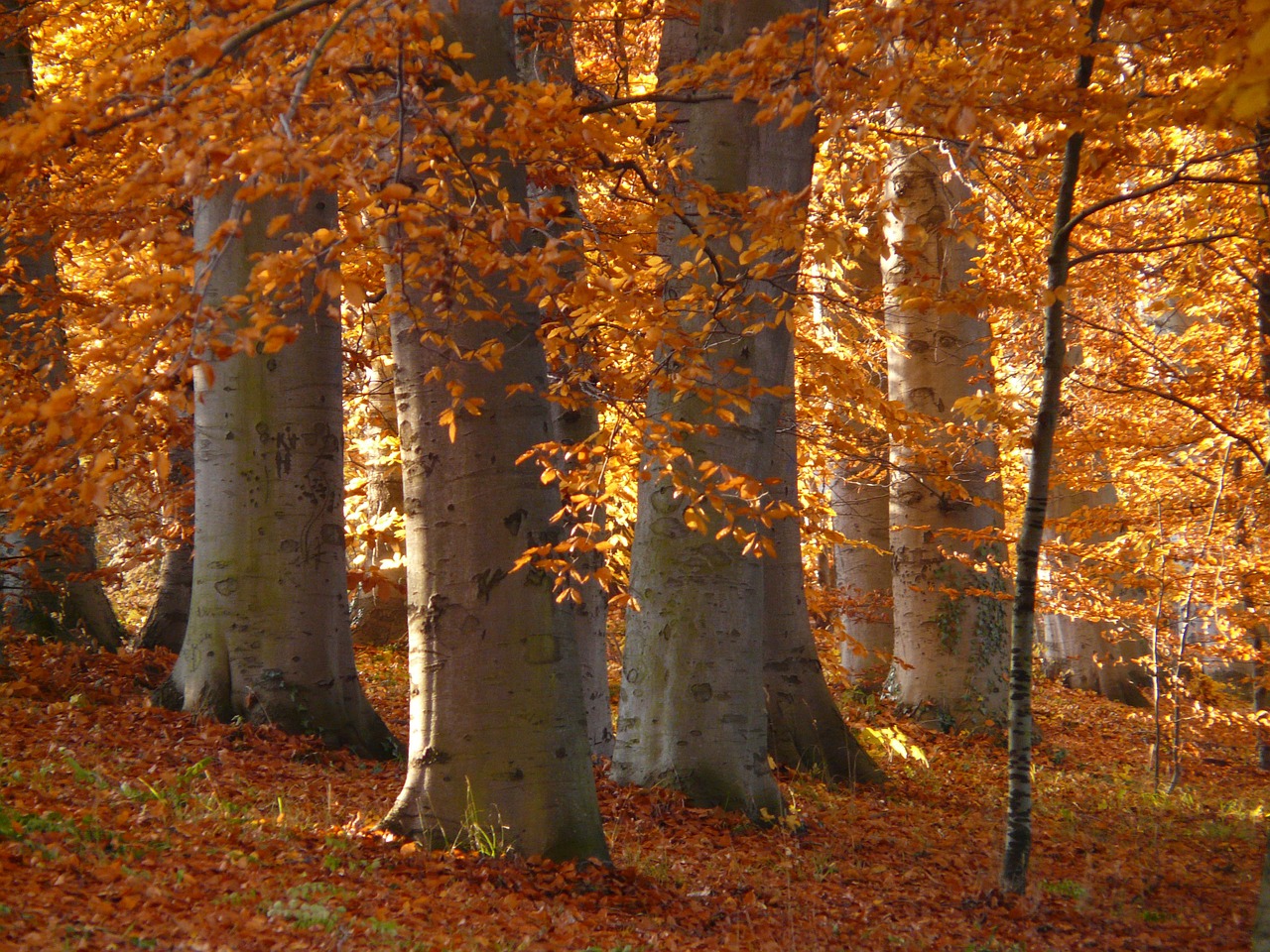 Image - book beech wood golden autumn