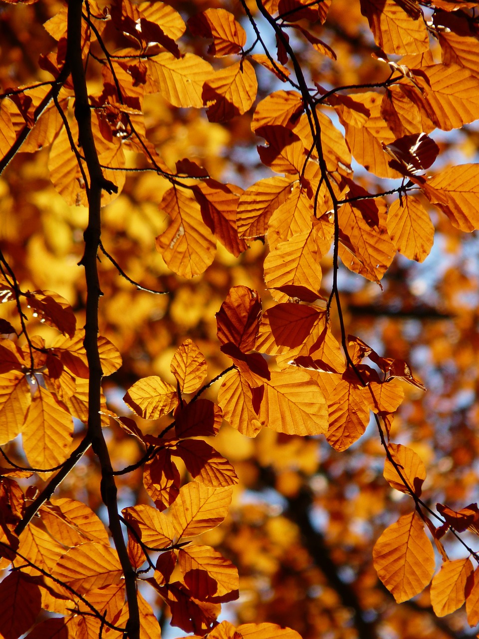 Image - beech fagus sylvatica fagus
