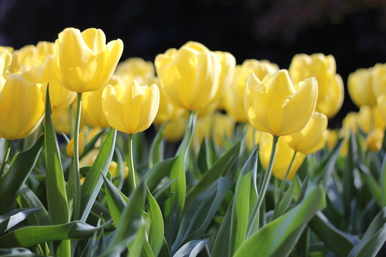 Image - tulips yellow spring green floral