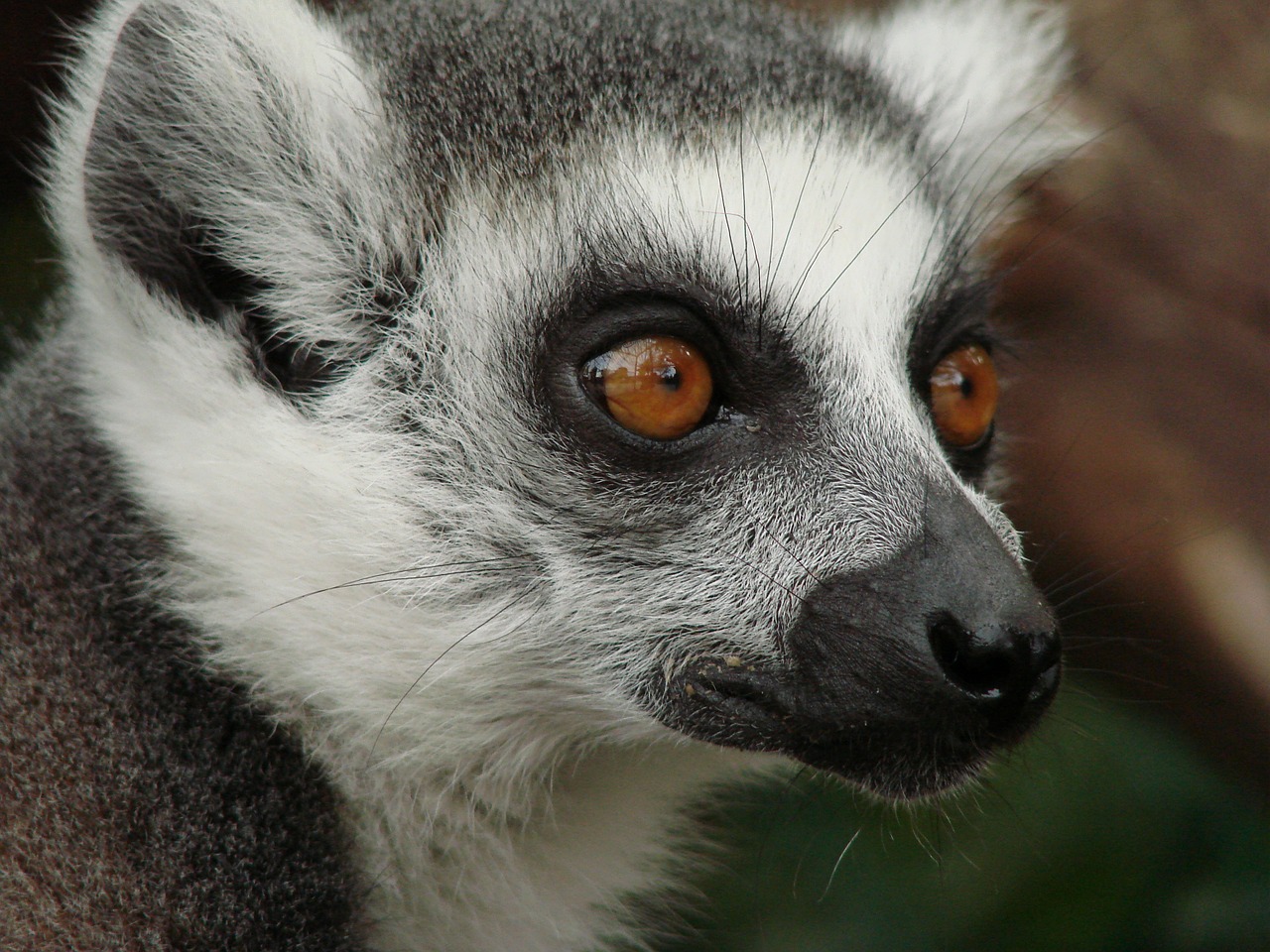 Image - lemur madagascar monkey