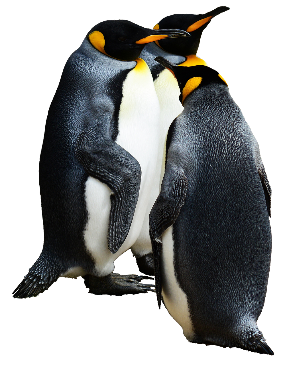 Image - penguin king penguin bird nature