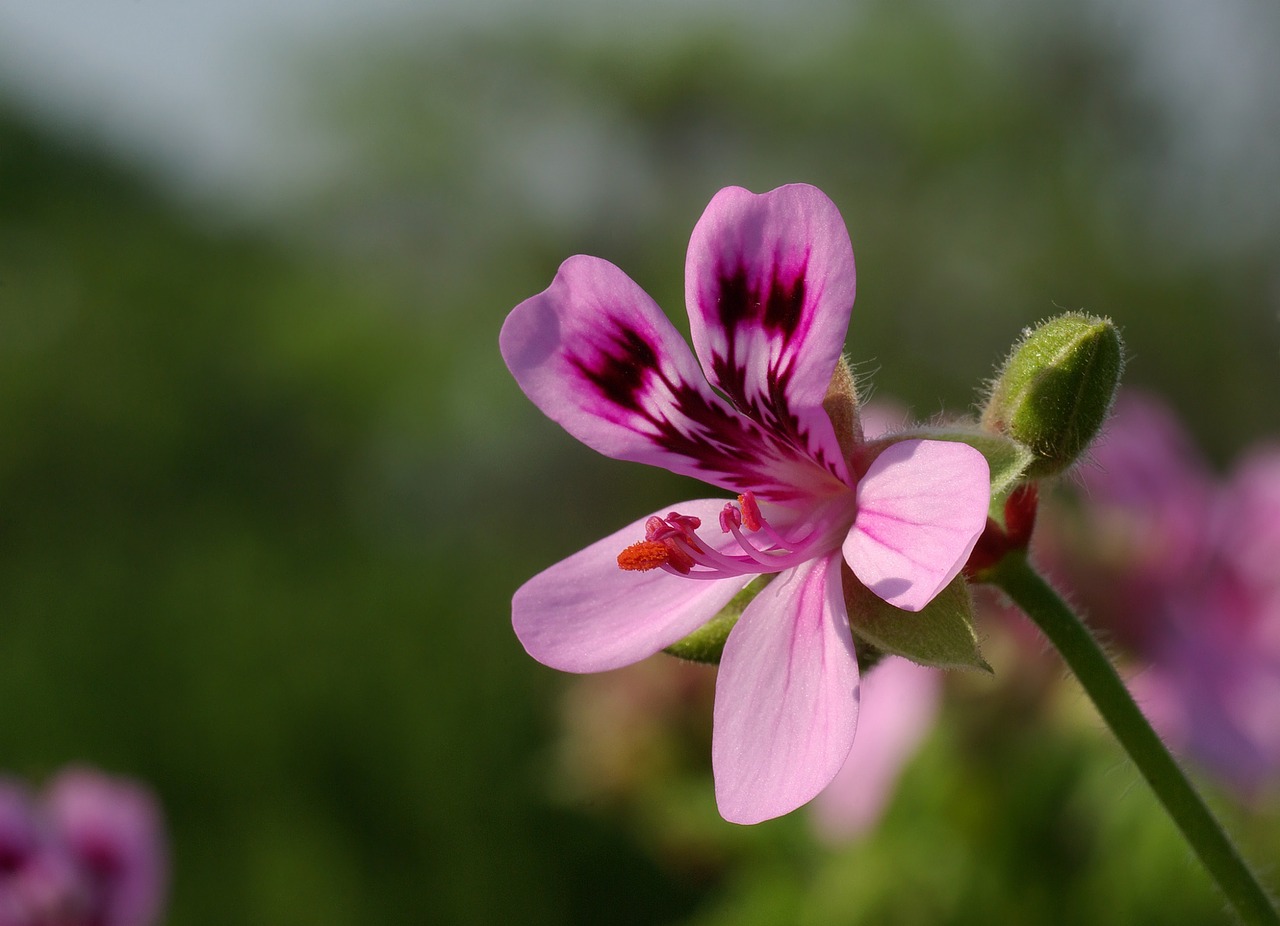 Image - flower pelargonium geranium bloom