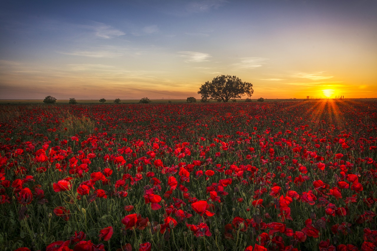 Image - poppies sunset red clouds red sun