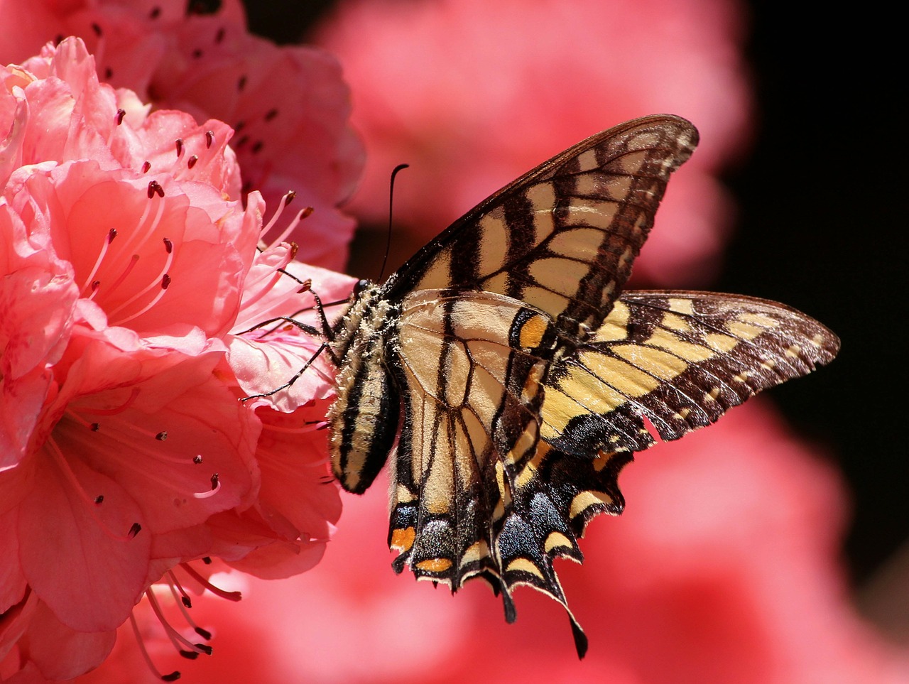 Image - butterfly flying insect