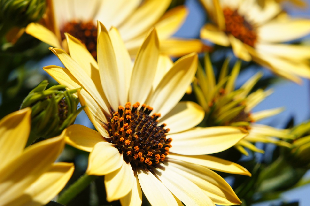 Image - flower yellow spring sun