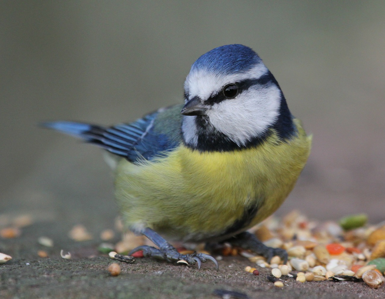 Image - blue tit bird fly wings feather