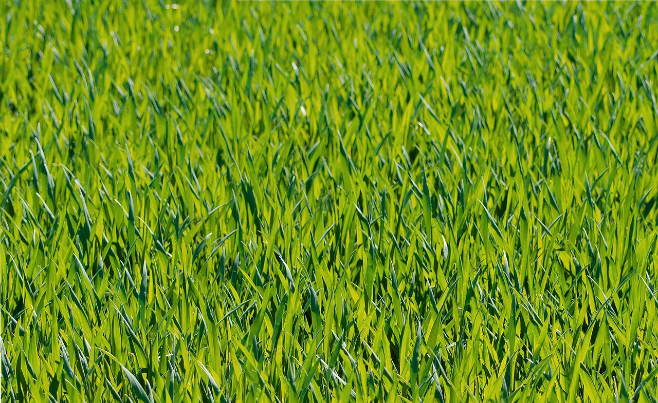 Image - grass meadow green forest nature