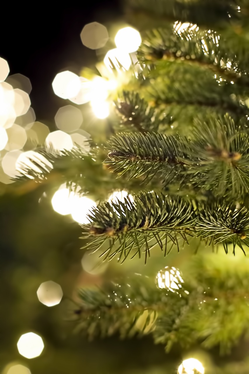 Image - pine branch christmas