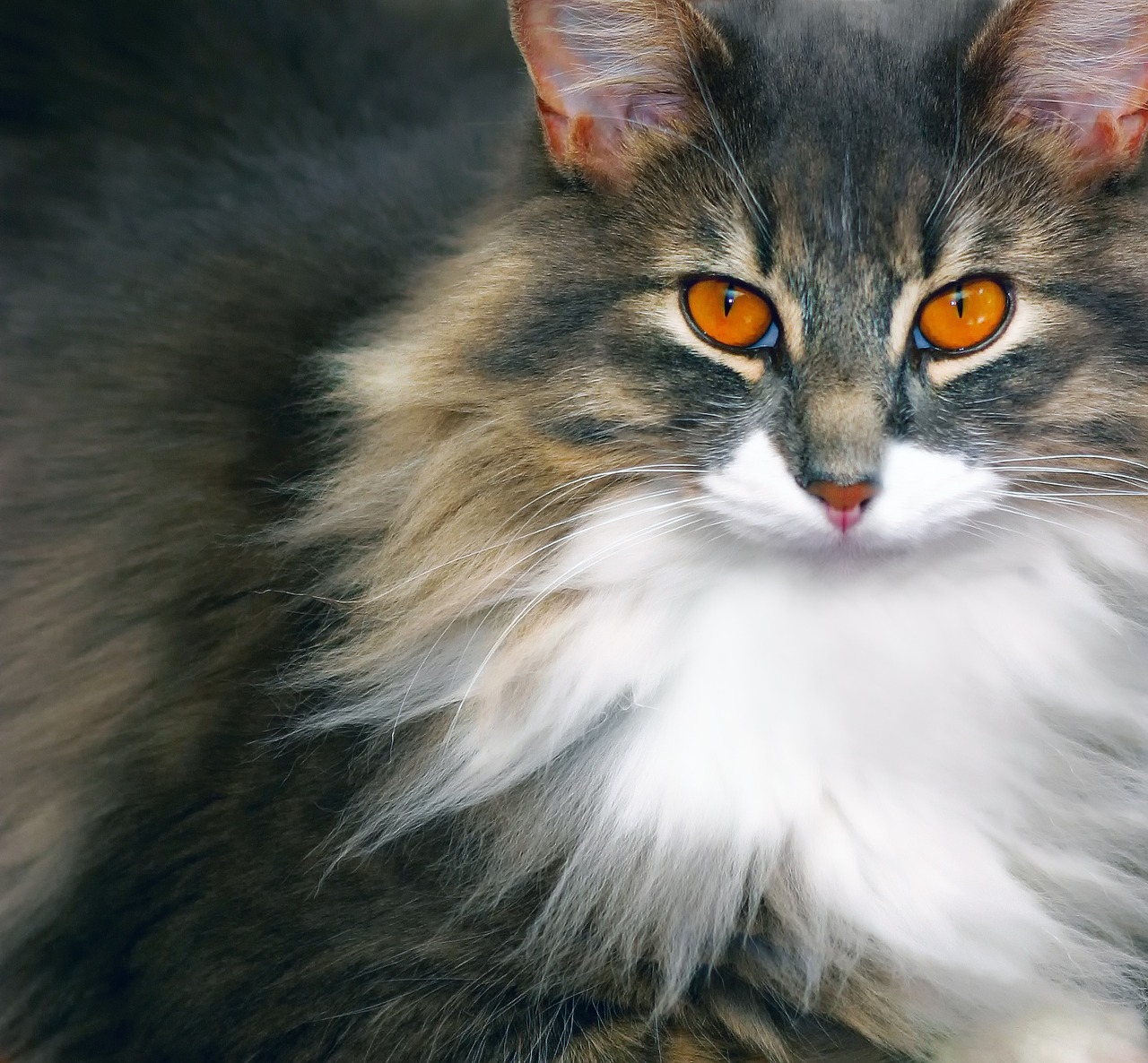 Image - cat feline animal cat eyes pet