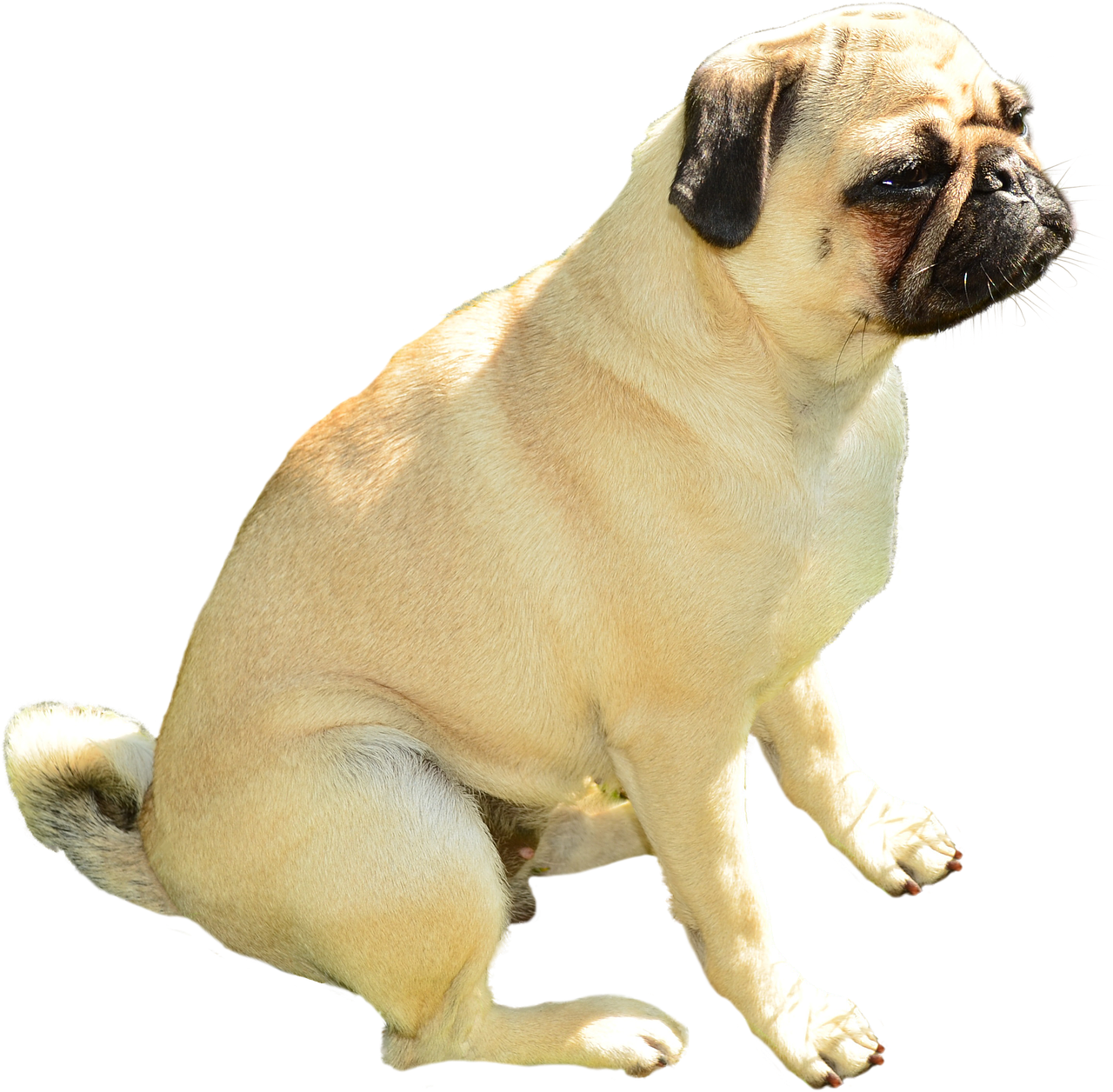 Image - dog pug pet puppy animal isolated