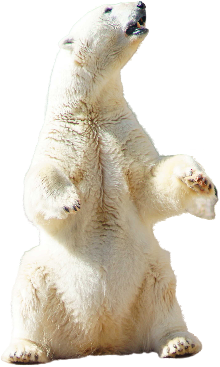 Image - polar bear polar bear animal