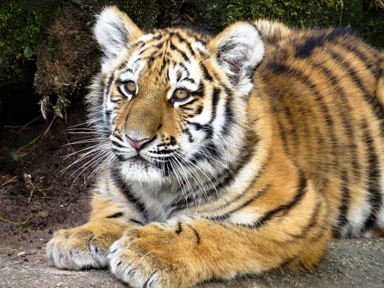 Image - animals tiger predator young animal