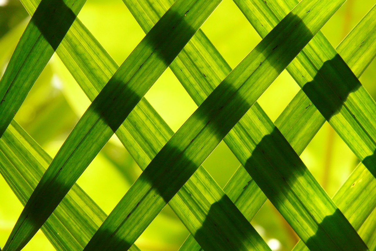 Image - leaves green shadow play