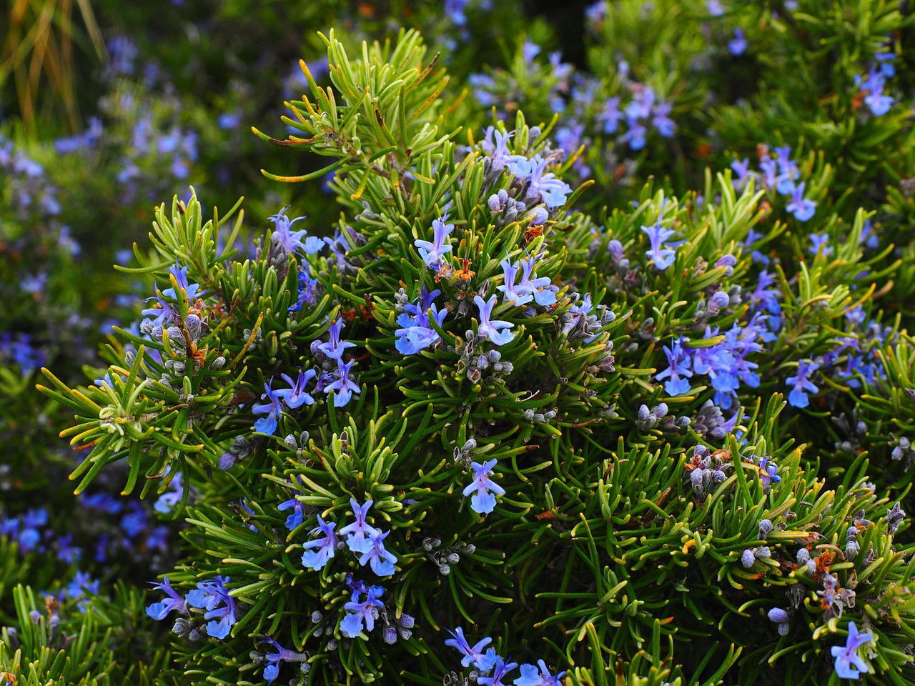 Image - rosemary flowers blue violet