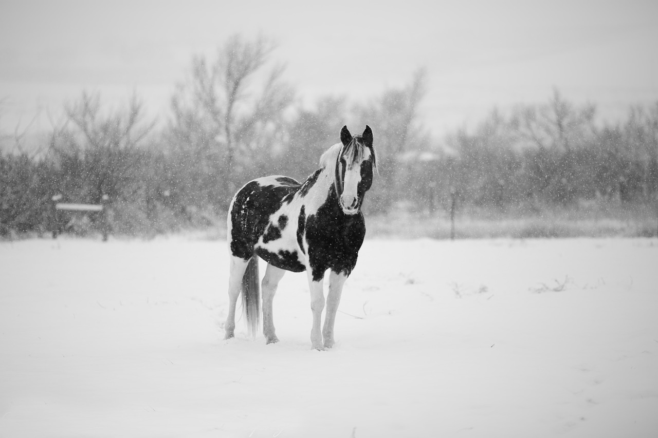 Image - winter horse snow animal nature