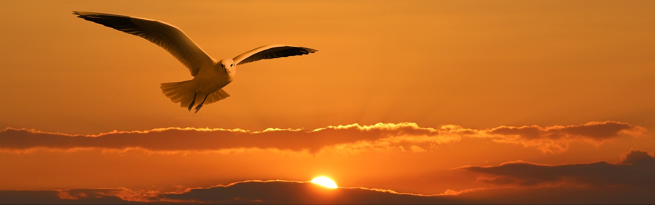 Image - banner header gull bird fly