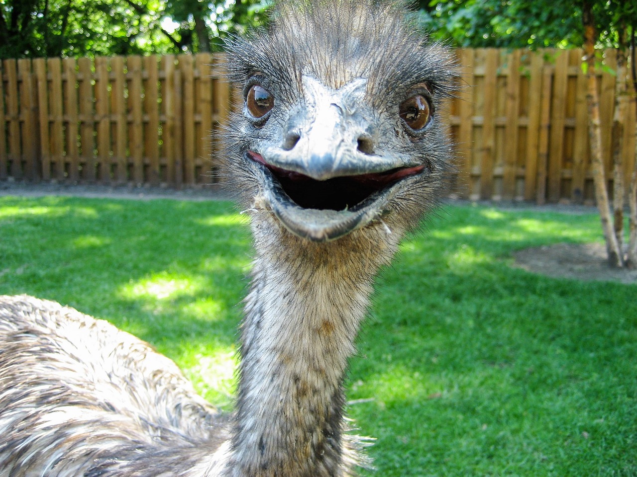 Image - emu bird zoo flightless portrait
