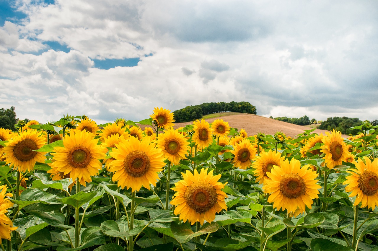 Image - sunflowers field hill