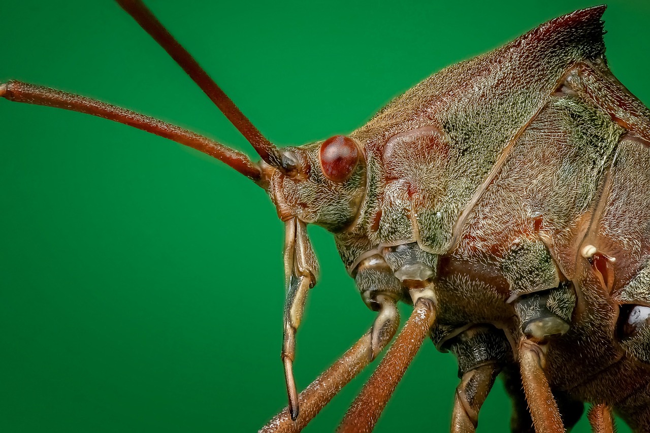 Image - bug close up macro insect close