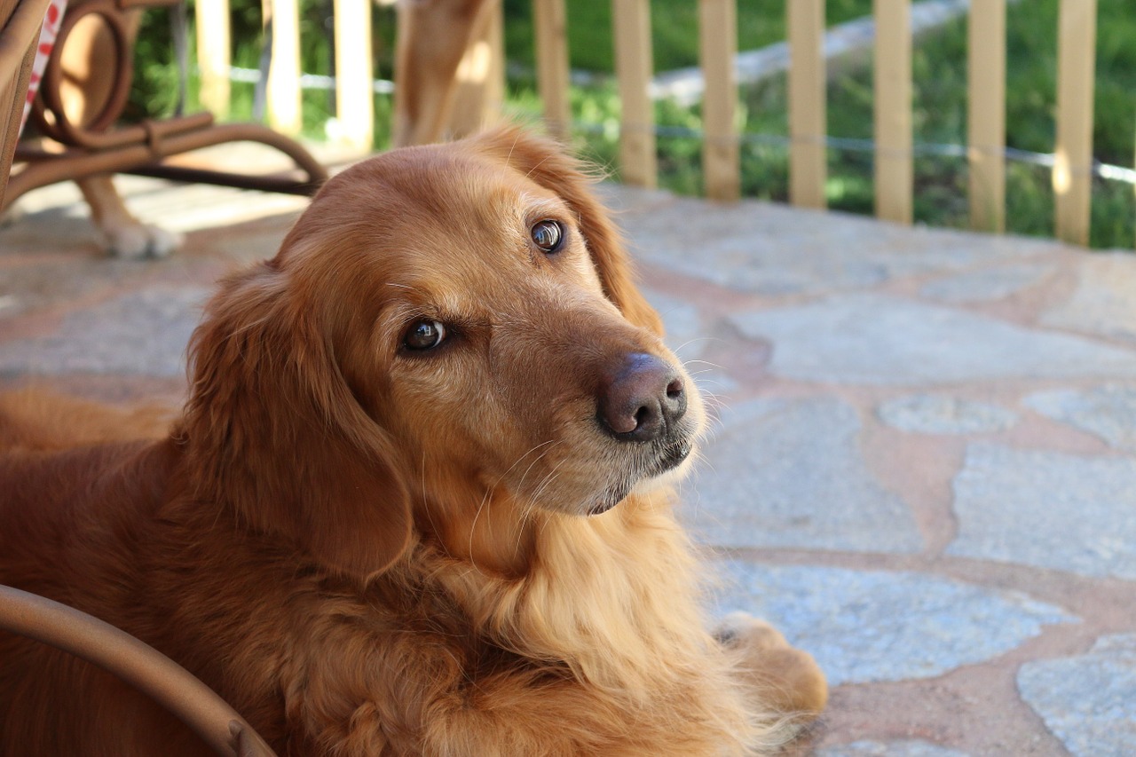 Image - golden retriever dog canine looking