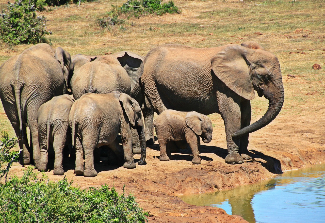 Image - elephant animal herd of elephants