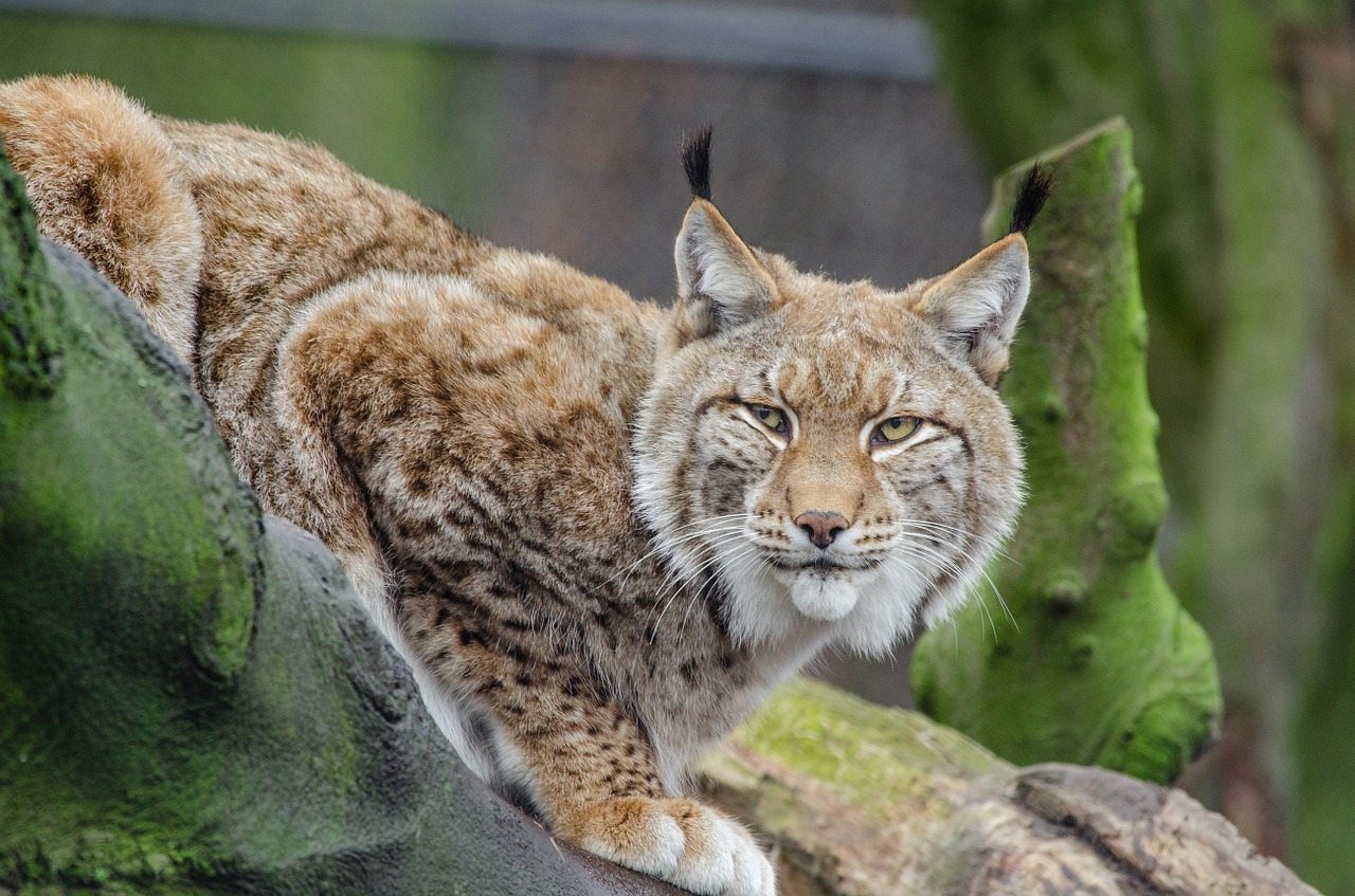Image - lynx bobcat wildlife predator