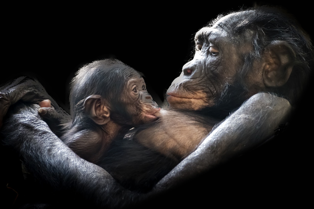 Image - gorillas mammals young child