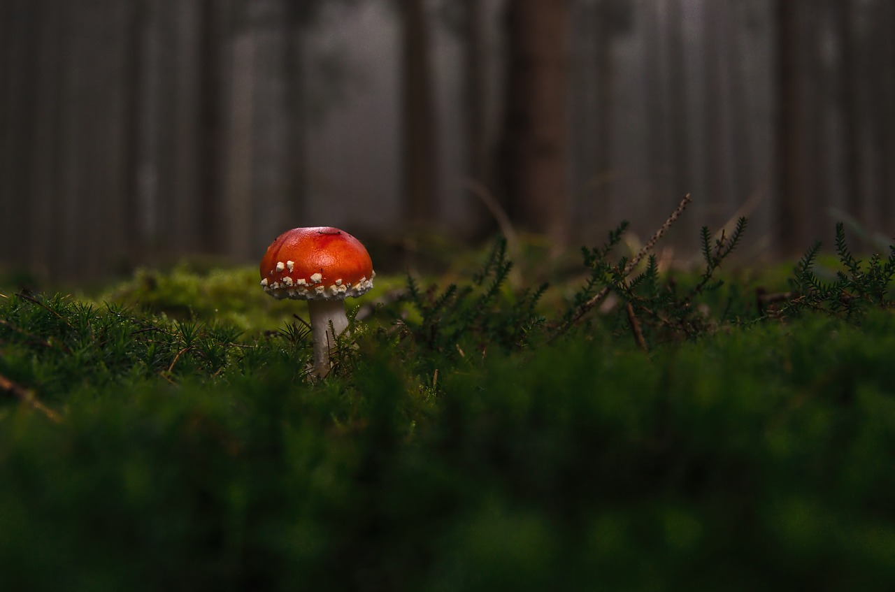 Image - forest fly agaric fog