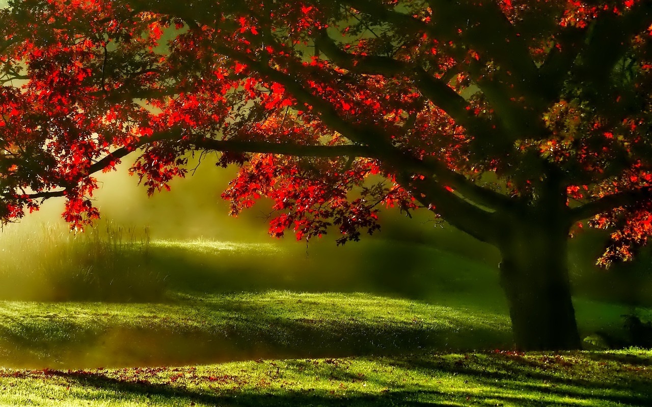 Image - landscape mists tree morning