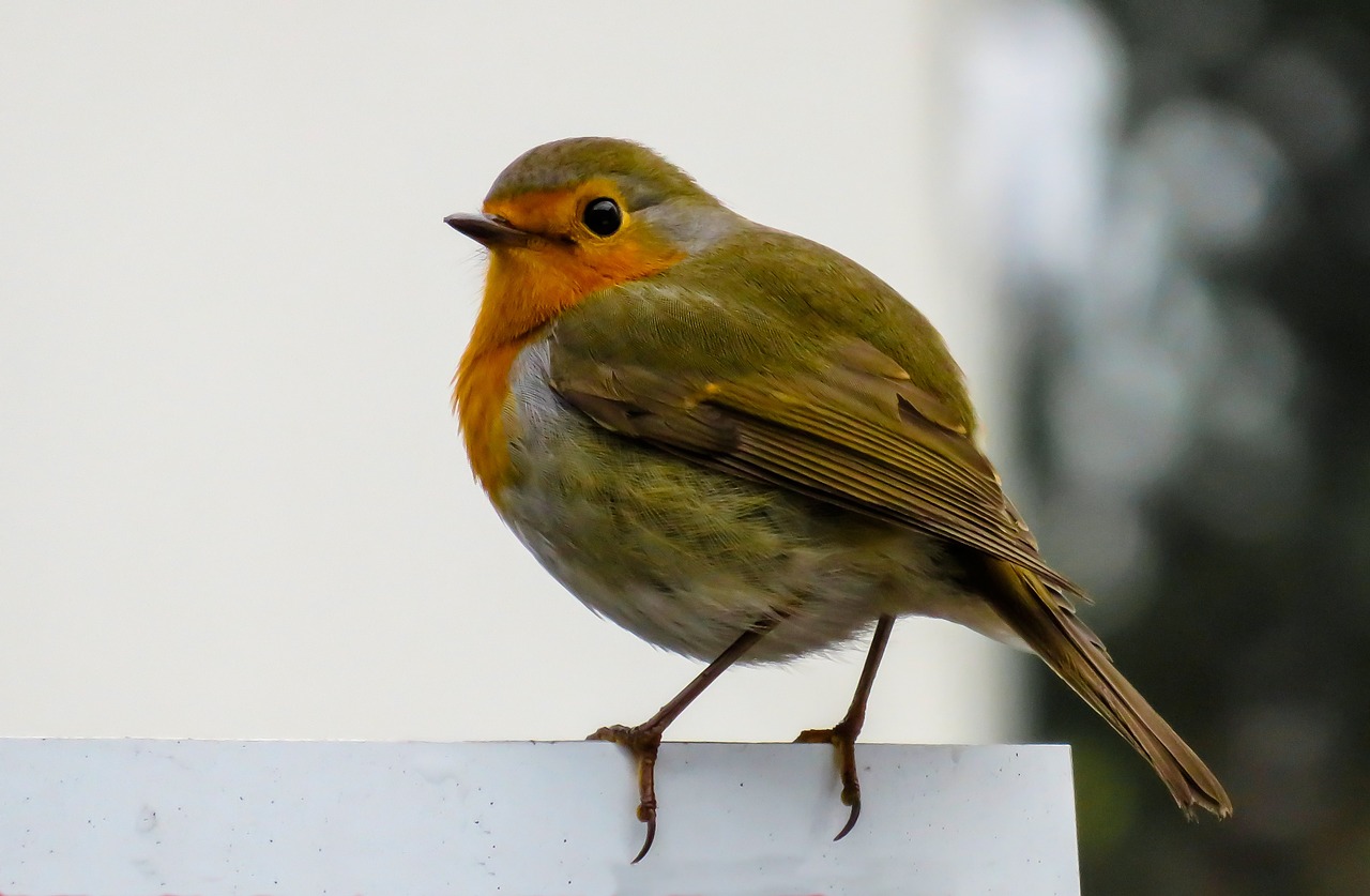 Image - bird robin songbird close small