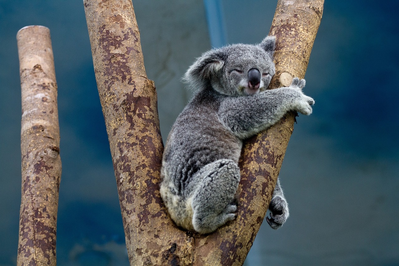 Image - koala bear tree sitting perched