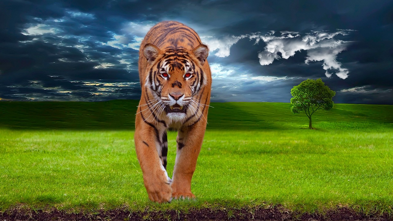 Image - tiger predator animal wildlife