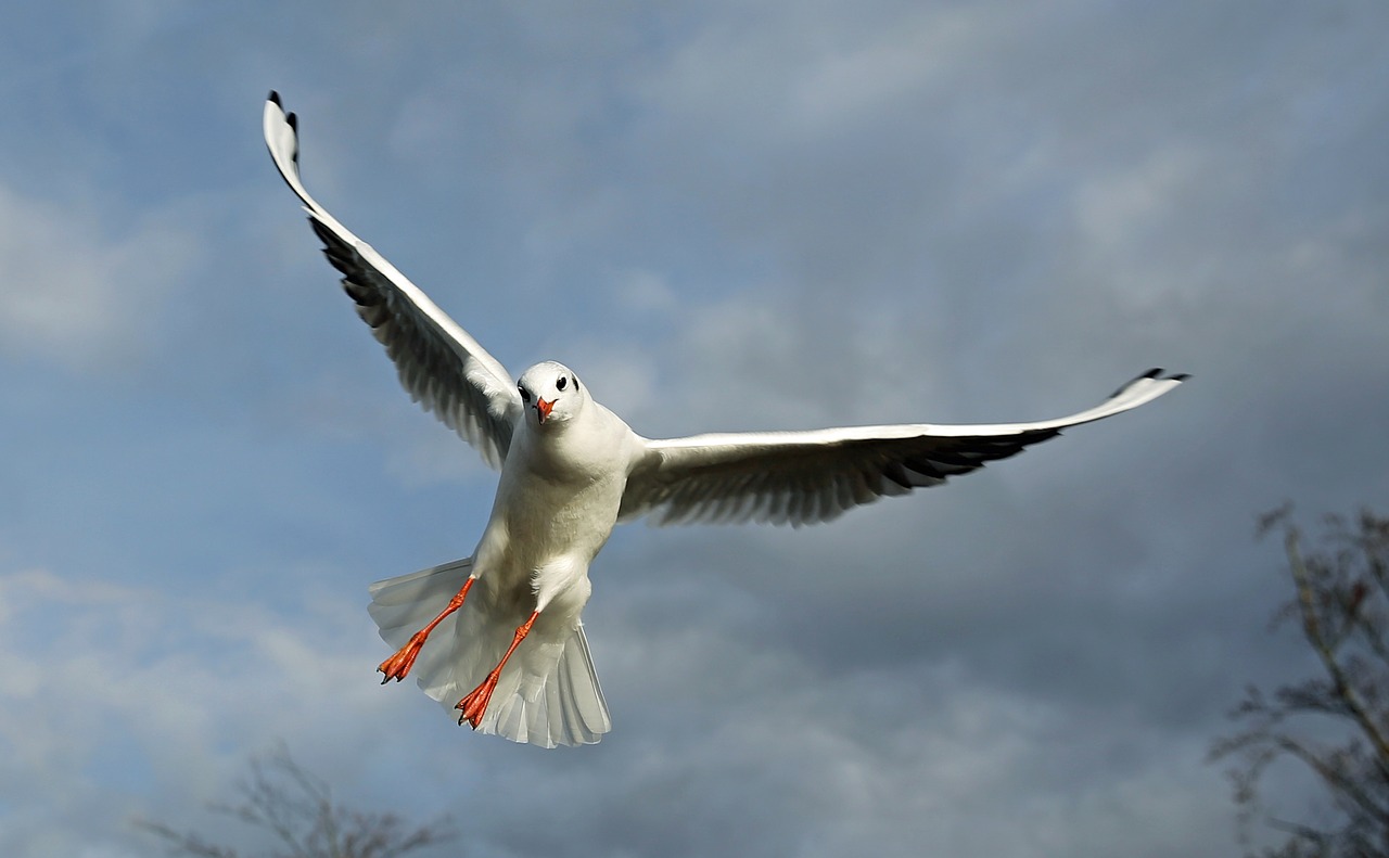 Image - birds fly seagull sky plumage