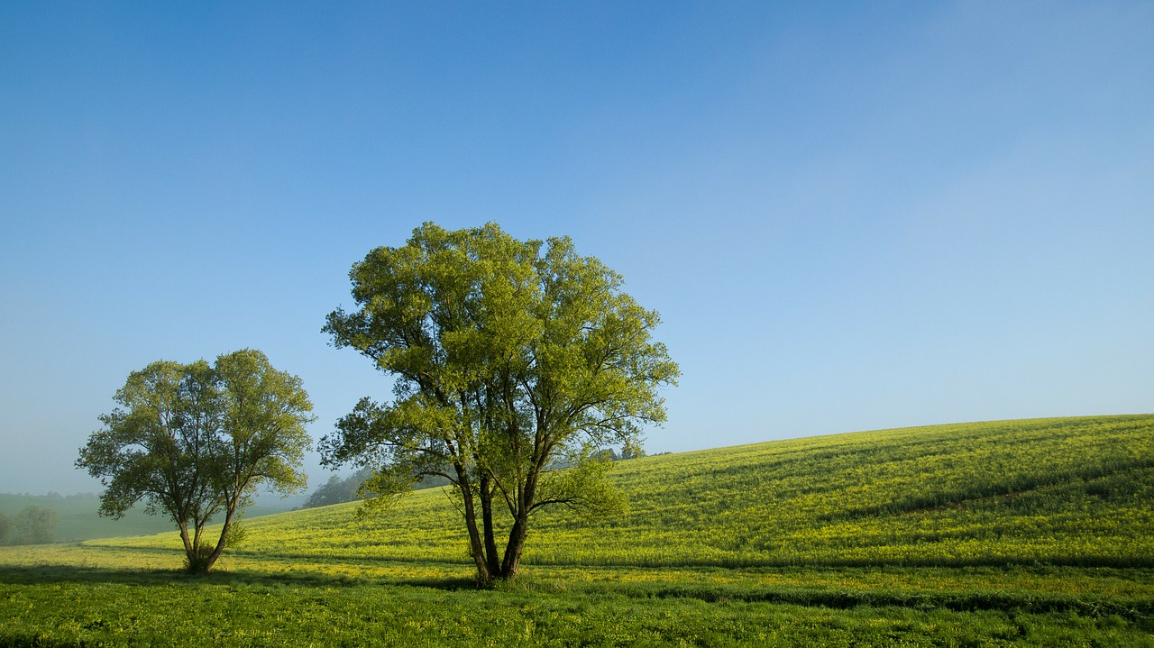 Image - trees nature tree oilseed rape