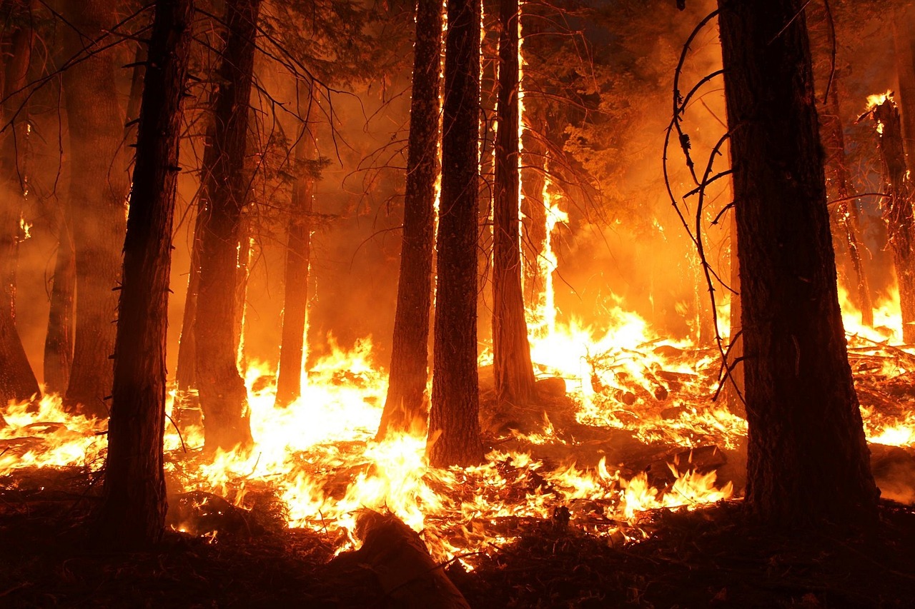 Image - wildfire forest fire blaze smoke