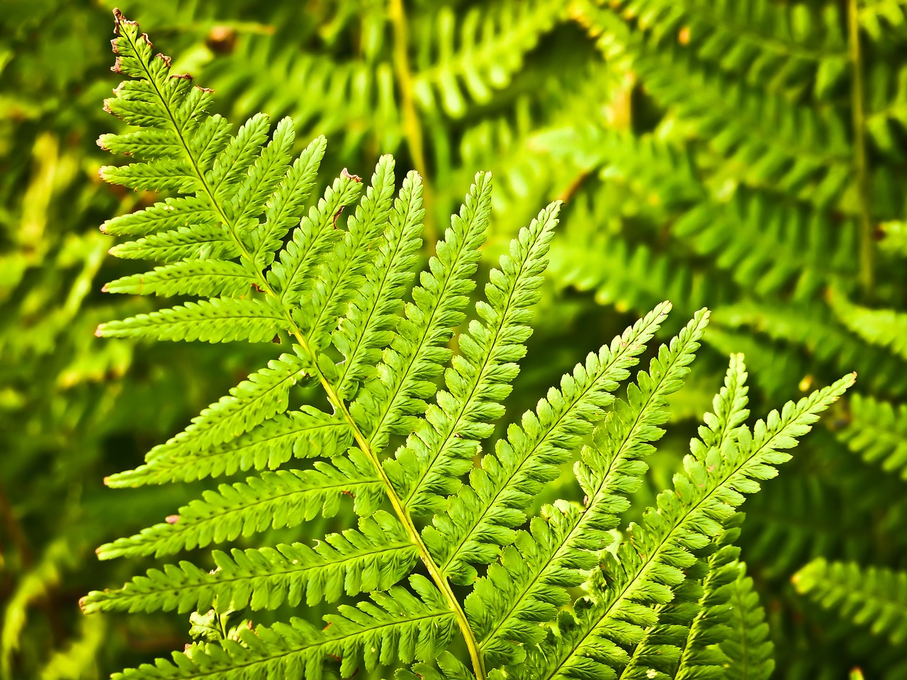 Image - fern nature green plant forest