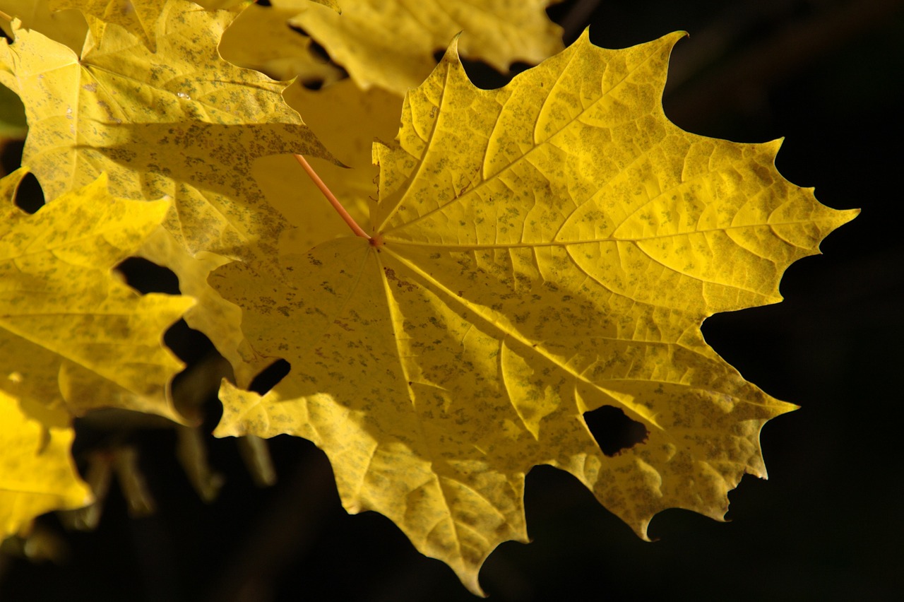 Image - autumn fall foliage golden autumn